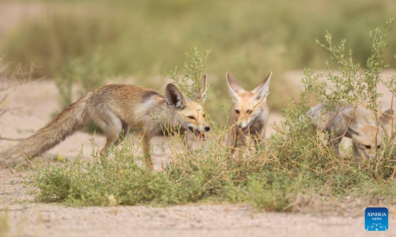 Photo taken on April 15, 2022 shows Arabian red foxes in a desert in Ahmadi Governorate, Kuwait.Photo:Xinhua