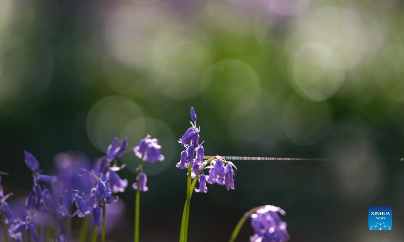 Photo taken on April 17, 2012 shows wild bluebells in the Hallerbos, a forest near Brussels, Belgium. The Hallerbos is also known as the Blue Forest, where bluebells bloom around mid-April and form a blue carpet. (Xinhua/Zhang Cheng)