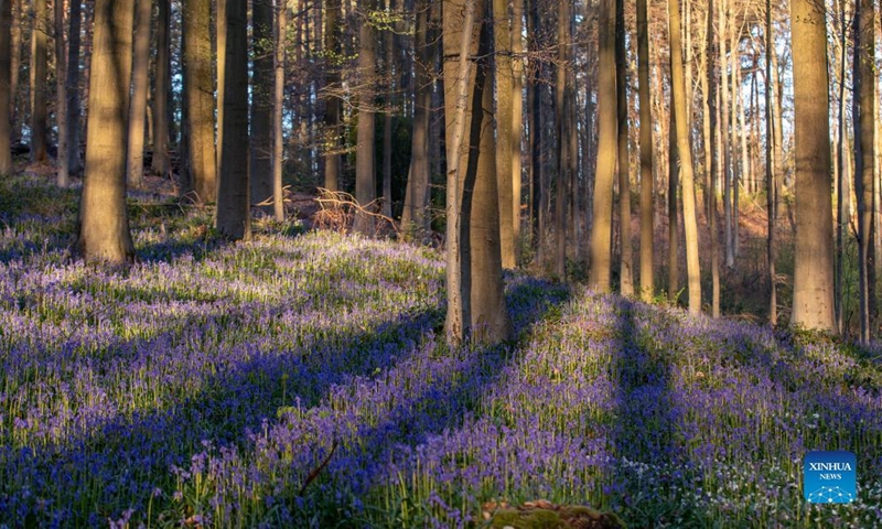 Photo taken on April 17, 2012 shows wild bluebells in the Hallerbos, a forest near Brussels, Belgium. The Hallerbos is also known as the Blue Forest, where bluebells bloom around mid-April and form a blue carpet. (Xinhua/Zhang Cheng)