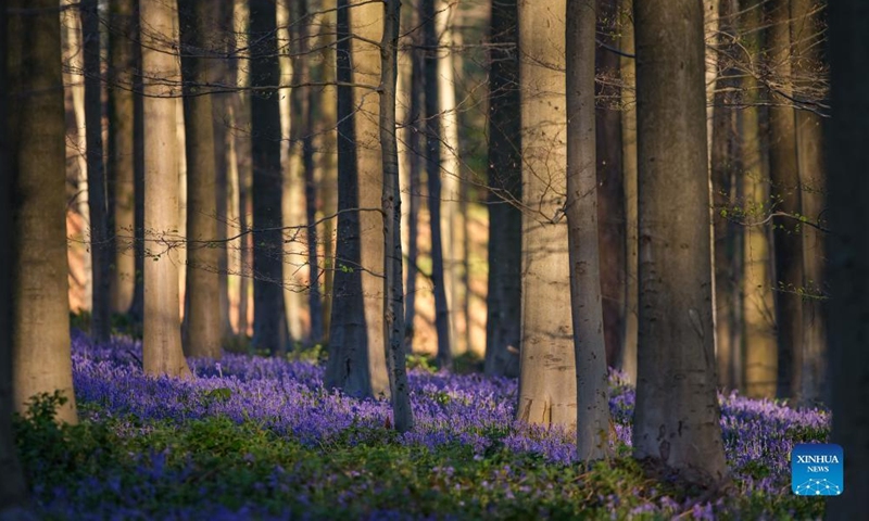 Photo taken on April 17, 2012 shows wild bluebells in the Hallerbos, a forest near Brussels, Belgium. The Hallerbos is also known as the Blue Forest, where bluebells bloom around mid-April and form a blue carpet. (Xinhua/Zhang Cheng)