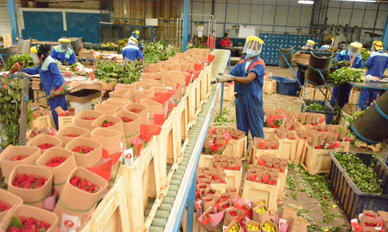 Workers prepare rose flowers for export ahead of Valentine's Day, at Maridadi Flowers farm in Naivasha, Kenya, Feb. 11, 2021.Photo:Xinhua