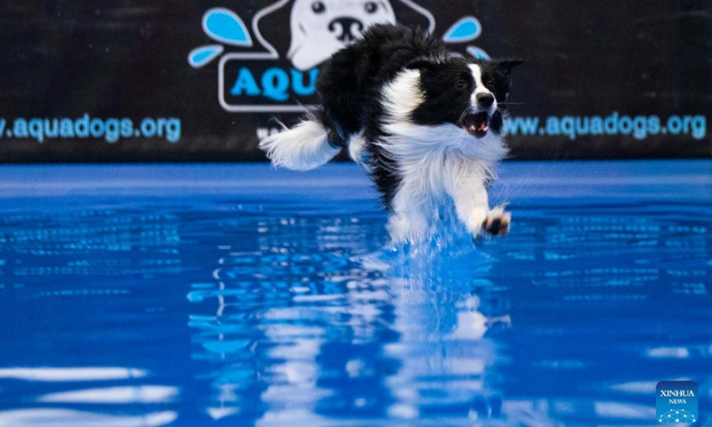 Dog Dock Diving Competition held in Mississauga, Canada - Global Times