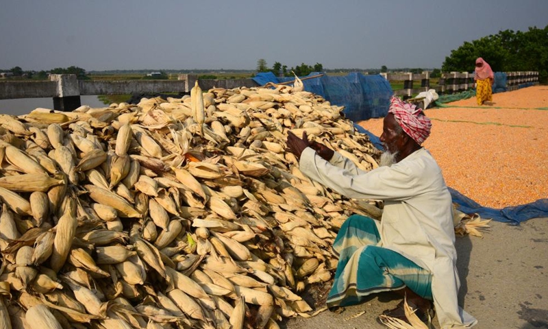 Farmers harvest maize at a village in Morigaon district of India's northeastern state of Assam, April 17, 2022.Photo:Xinhua