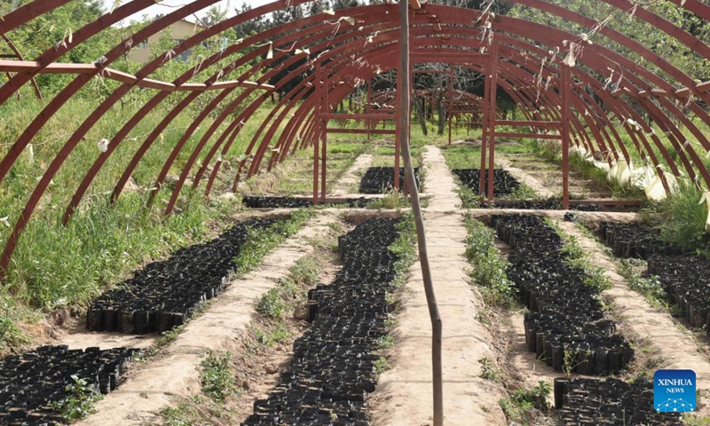 Photo taken on April 17, 2022 shows pistachio saplings at a research farm in Badghis province, Afghanistan. More than 25,000 pistachio saplings have been distributed for plantation in Badghis province, the local government said Saturday.Photo:Xinhua