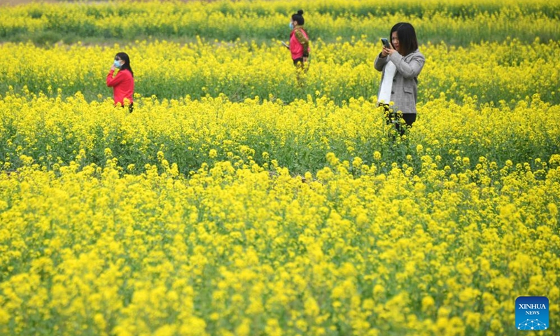 Tourists visit a cole flower field in Pinggu District of Beijing, capital of China, April 17, 2022.Photo:Xinhua