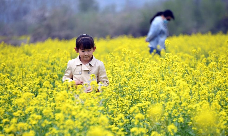 Tourists visit a cole flower field in Pinggu District of Beijing, capital of China, April 17, 2022.Photo:Xinhua