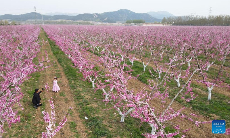 Aerial photo shows tourists visiting a peach orchard in Pinggu District of Beijing, capital of China, April 17, 2022.Photo:Xinhua