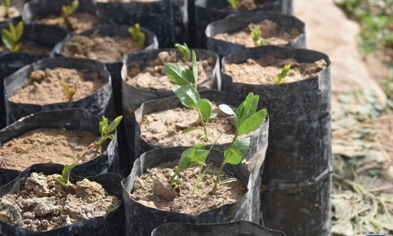 Photo taken on April 17, 2022 shows pistachio saplings at a research farm in Badghis province, Afghanistan. More than 25,000 pistachio saplings have been distributed for plantation in Badghis province, the local government said Saturday.Photo:Xinhua