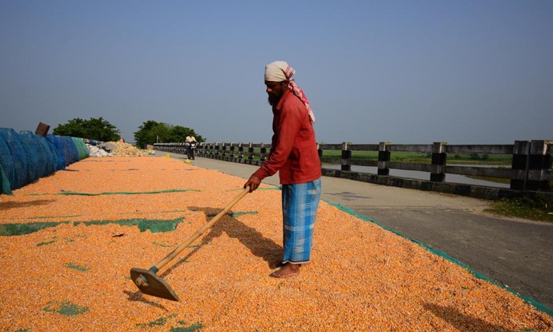 A farmer airs grains of maize at a village in Morigaon district of India's northeastern state of Assam, April 17, 2022.Photo:Xinhua