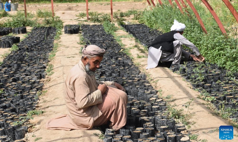 People take care of pistachio saplings at a research farm in Badghis province, Afghanistan, on April 17, 2022.Photo:Xinhua