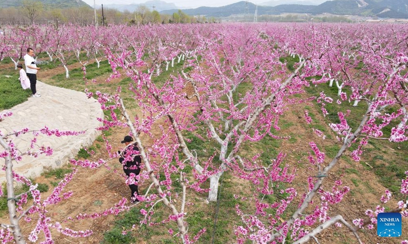 Aerial photo shows tourists visiting a peach orchard in Pinggu District of Beijing, capital of China, April 17, 2022.Photo:Xinhua