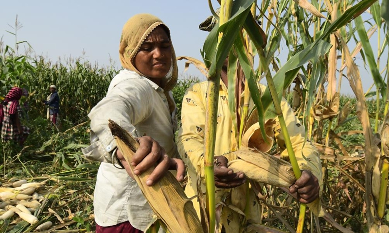 Farmers harvest maize at a village in Morigaon district of India's northeastern state of Assam, April 17, 2022.Photo:Xinhua