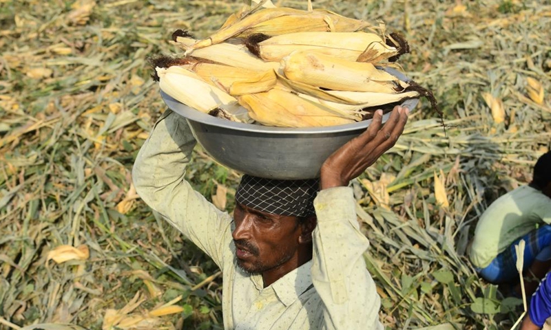 A farmer harvests maize at a village in Morigaon district of India's northeastern state of Assam, April 17, 2022.Photo:Xinhua