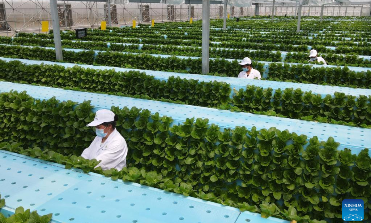 Aerial photo taken on April 20, 2022 shows staff members working at a smart greenhouse of Anhui modern aeroponics agricultural science and technology demonstration park in Feidong County, Hefei, east China's Anhui Province.Photo:Xinhua