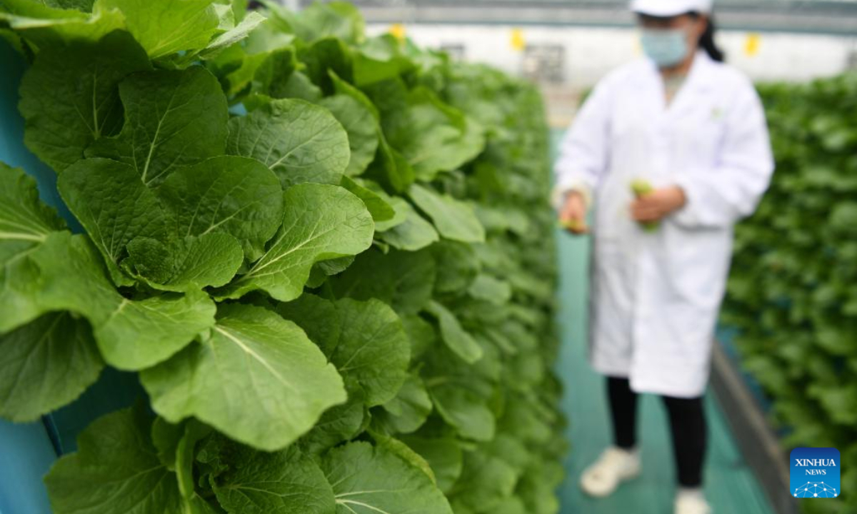 A staff member works at a smart greenhouse of Anhui modern aeroponics agricultural science and technology demonstration park in Feidong County, Hefei, east China's Anhui Province, April 20, 2022.Photo:Xinhua