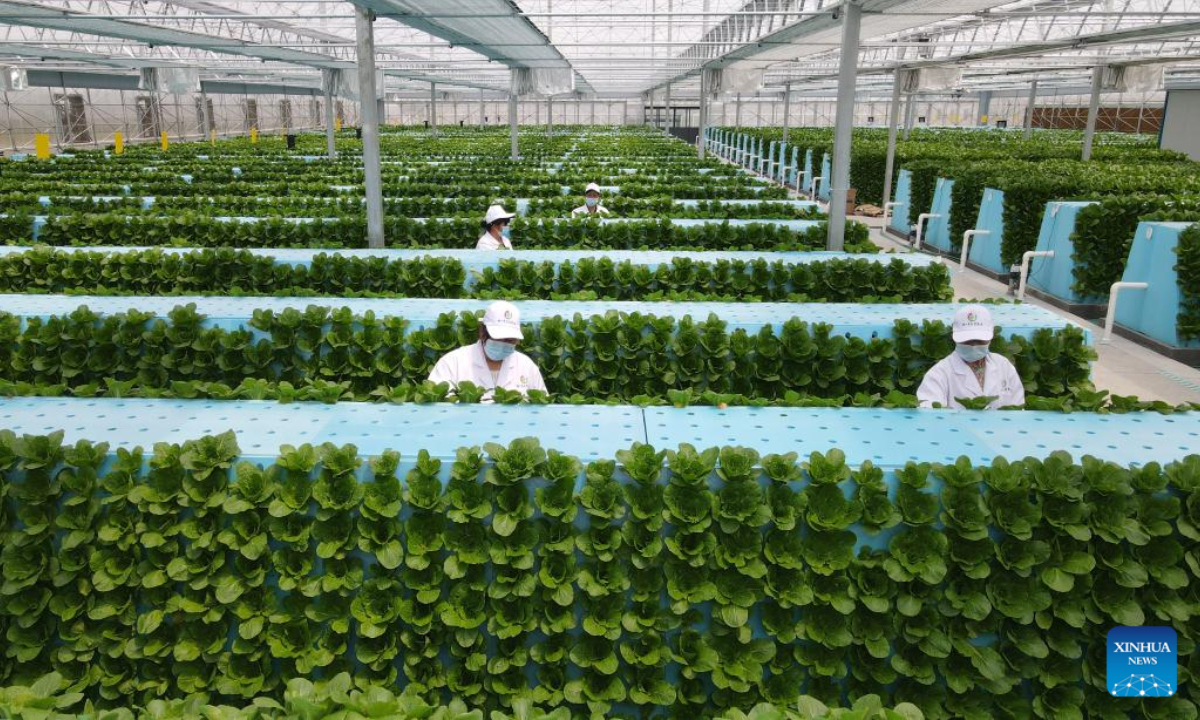 Aerial photo taken on April 20, 2022 shows staff members working at a smart greenhouse of Anhui modern aeroponics agricultural science and technology demonstration park in Feidong County, Hefei, east China's Anhui Province. Photo:Xinhua