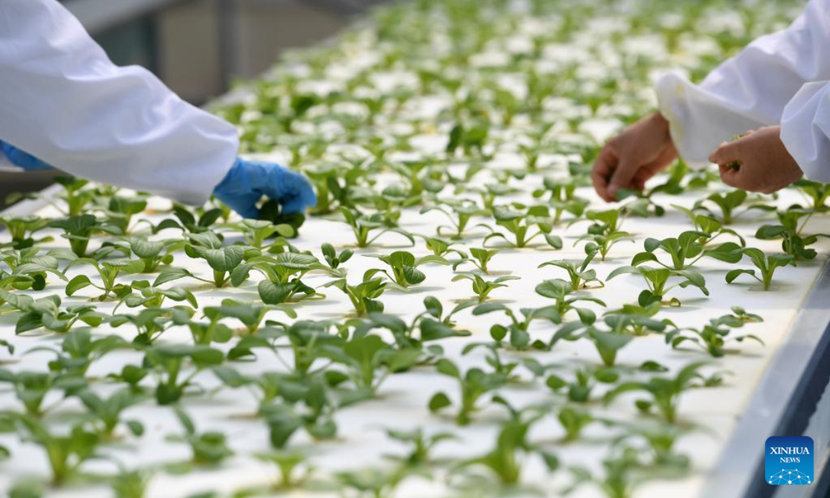 Staff members work at a smart greenhouse of Anhui modern aeroponics agricultural science and technology demonstration park in Feidong County, Hefei, east China's Anhui Province, April 20, 2022. Photo:Xinhua