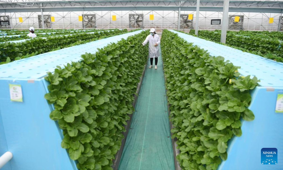 Staff members work at a smart greenhouse of Anhui modern aeroponics agricultural science and technology demonstration park in Feidong County, Hefei, east China's Anhui Province, April 20, 2022. Photo:Xinhua