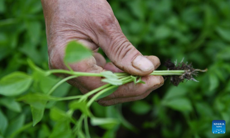 A villager checks the growth of crops in a field in Rulin Town of Chengbu Miao Autonomous County in Shaoyang, central China's Hunan Province, April 24, 2022. (Photo by Yan Qinlong/Xinhua)