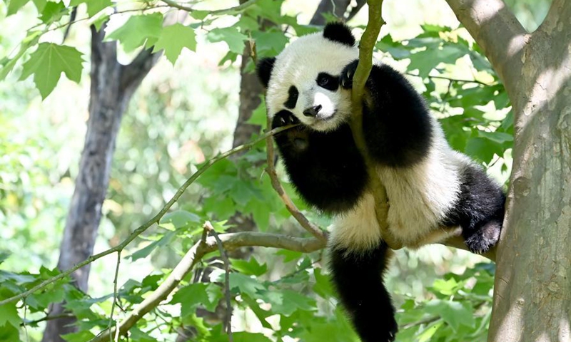 A giant panda cub rests in a tree at Dujiangyan Base of China Conservation and Research Center for Giant Pandas, Chengdu, southwest China's Sichuan Province, April 26, 2022. (Photo: China News Service/An Yuan)