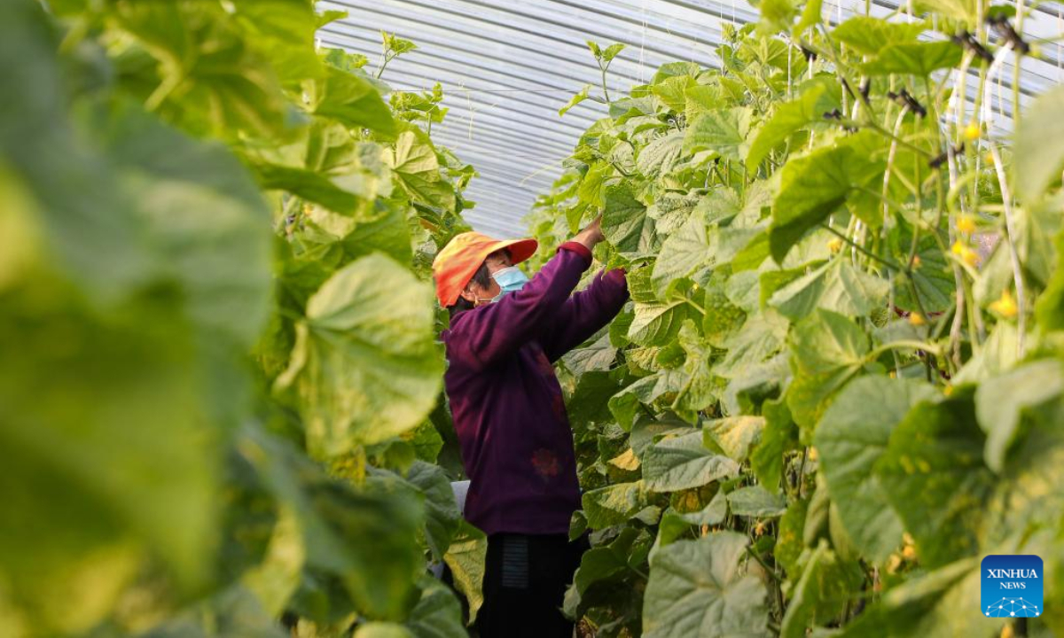 A villager harvests cucumbers inside a greenhouse in Xiangyangzhuang Village of Tangyin County in Anyang, central China's Henan Province, May 10, 2022. Photo:Xinhua