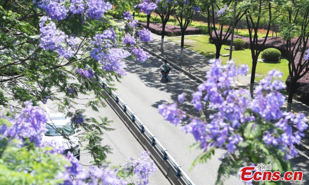 Gorgeous blue jacaranda trees are in full bloom along Lushan Ave., southwest China's Chongqing, May 13, 2022, attracting many visitors. Photo:China News Service