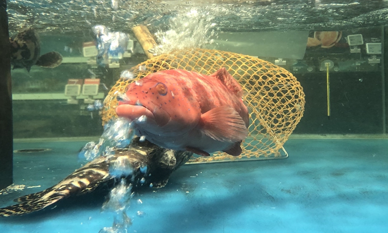 Groupers in a supermarket in Beijing File photo: VCG