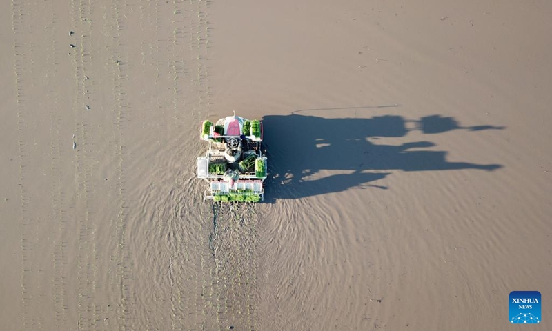 Aerial photo taken on May 18, 2022 shows farmers transplanting rice seedlings in a field in northeast China's Heilongjiang Province. Spring farming activities are in full swing across Heilongjiang Province. By May 17, the province's spring sowing area of crops has reached 190 million mu (about 12.67 million hectares).(Photo: Xinhua)