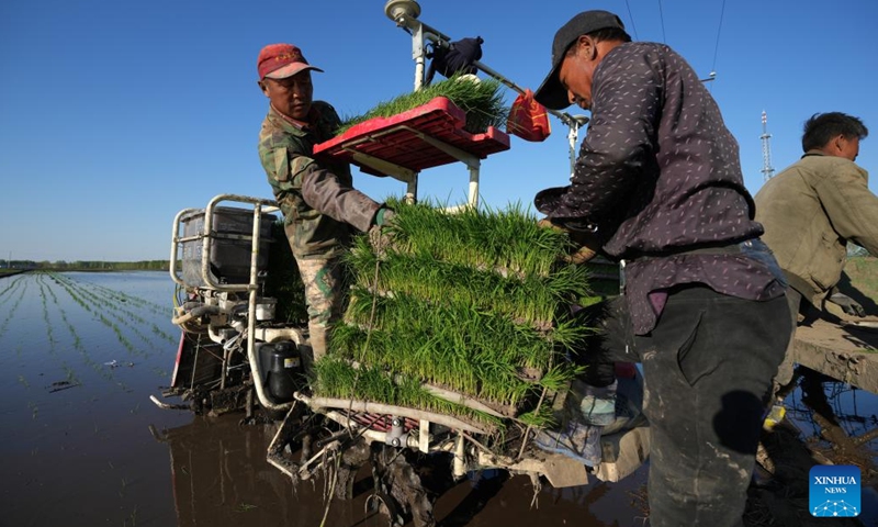 Farmers transplant rice seedlings in a field in northeast China's Heilongjiang Province, May 18, 2022. Spring farming activities are in full swing across Heilongjiang Province. By May 17, the province's spring sowing area of crops has reached 190 million mu (about 12.67 million hectares).(Photo: Xinhua)