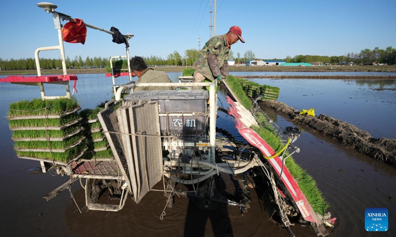 Farmers transplant rice seedlings in a field in northeast China's Heilongjiang Province, May 18, 2022. Spring farming activities are in full swing across Heilongjiang Province. By May 17, the province's spring sowing area of crops has reached 190 million mu (about 12.67 million hectares).(Photo: Xinhua)