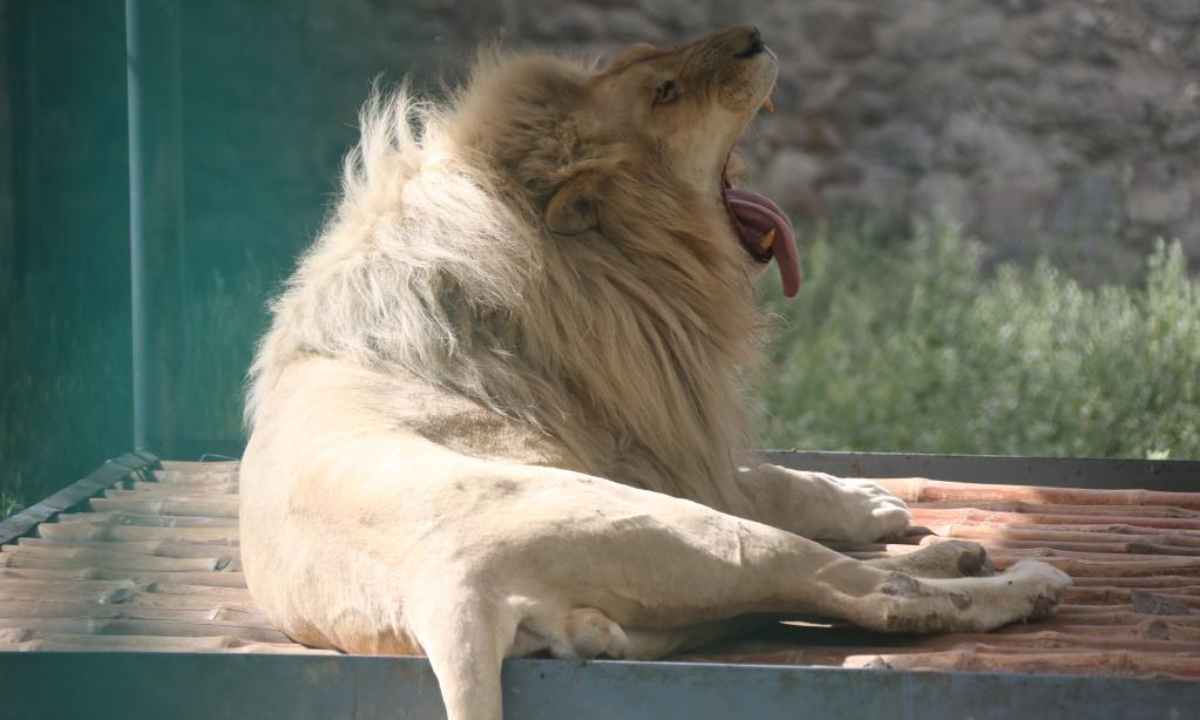 Photo taken on May 17, 2022 shows a lion at Kabul Zoo in Kabul, Afghanistan. Photo:Xinhua