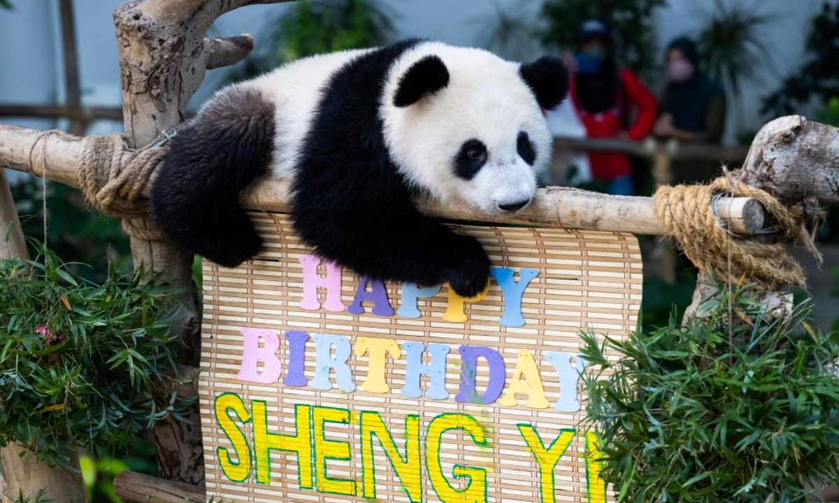 Giant panda cub Sheng Yi celebrates its first birthday at the Giant Panda Conservation Center of Zoo Negara near Kuala Lumpur, Malaysia, May 31, 2022. The 48th anniversary of the establishment of diplomatic relations between China and Malaysia on Tuesday was made more meaningful with the first birthday of the third baby giant panda born in Malaysia. Photo:Xinhua