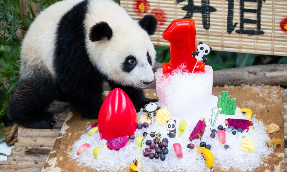 Giant panda cub Sheng Yi celebrates its first birthday at the Giant Panda Conservation Center of Zoo Negara near Kuala Lumpur, Malaysia, May 31, 2022. The 48th anniversary of the establishment of diplomatic relations between China and Malaysia on Tuesday was made more meaningful with the first birthday of the third baby giant panda born in Malaysia. Photo:Xinhua