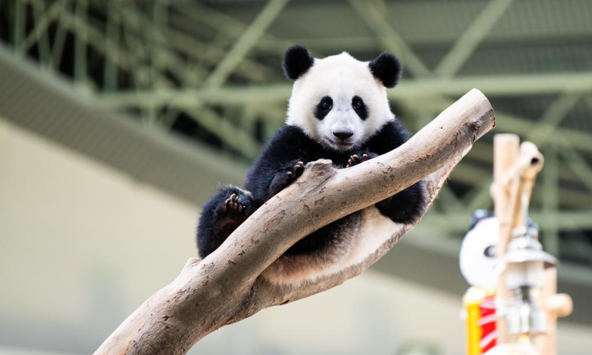 Giant panda cub Sheng Yi celebrates its first birthday at the Giant Panda Conservation Center of Zoo Negara near Kuala Lumpur, Malaysia, May 31, 2022. The 48th anniversary of the establishment of diplomatic relations between China and Malaysia on Tuesday was made more meaningful with the first birthday of the third baby giant panda born in Malaysia. Photo:Xinhua