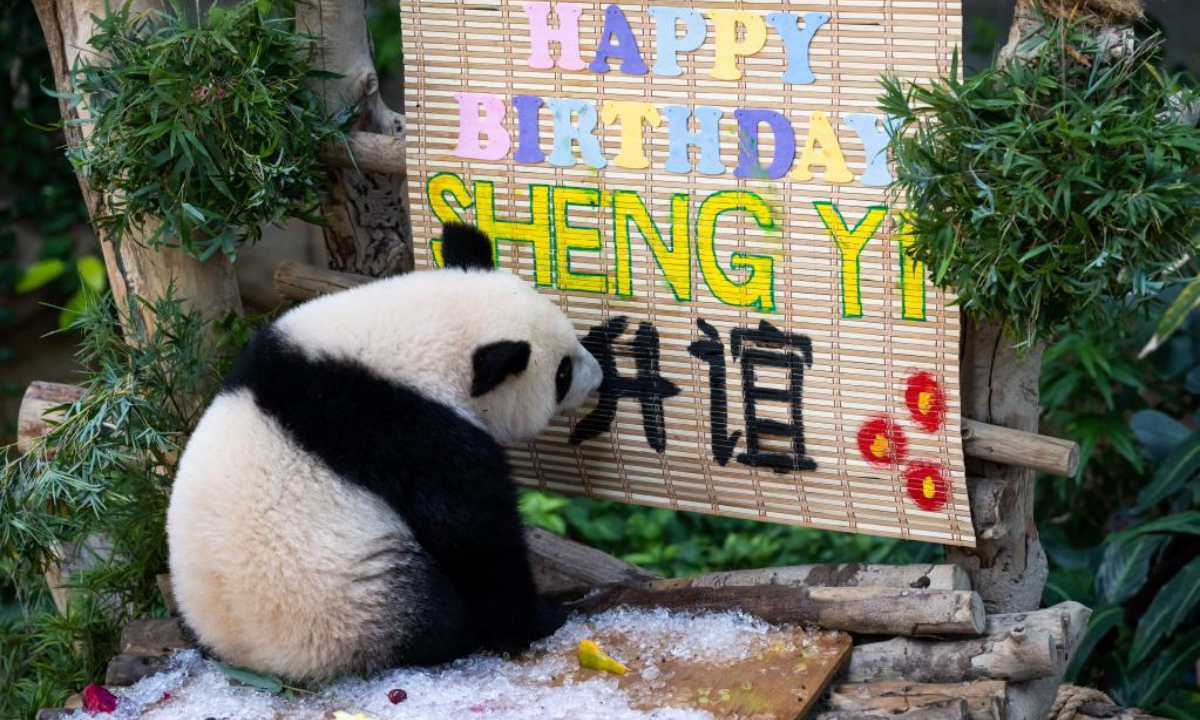 Giant panda cub Sheng Yi celebrates its first birthday at the Giant Panda Conservation Center of Zoo Negara near Kuala Lumpur, Malaysia, May 31, 2022. The 48th anniversary of the establishment of diplomatic relations between China and Malaysia on Tuesday was made more meaningful with the first birthday of the third baby giant panda born in Malaysia. Photo:Xinhua