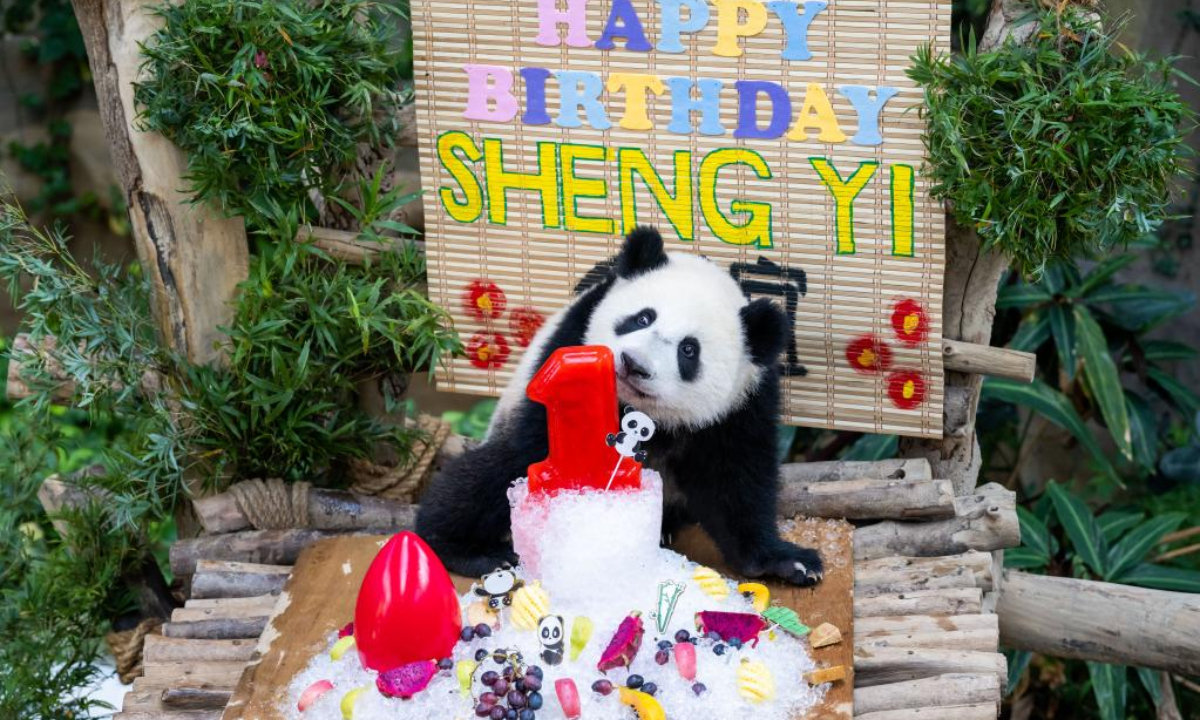 Giant panda cub Sheng Yi celebrates its first birthday at the Giant Panda Conservation Center of Zoo Negara near Kuala Lumpur, Malaysia, May 31, 2022. The 48th anniversary of the establishment of diplomatic relations between China and Malaysia on Tuesday was made more meaningful with the first birthday of the third baby giant panda born in Malaysia. Photo:Xinhua