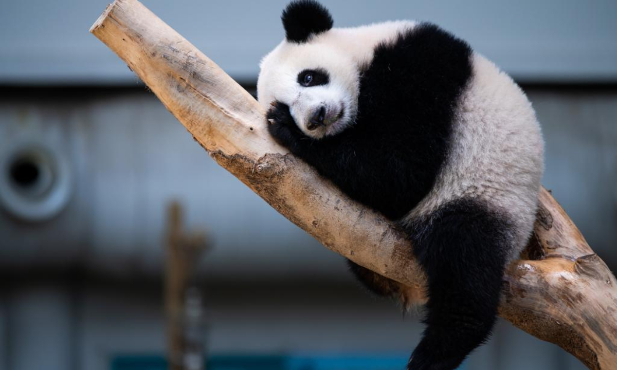 Giant panda cub Sheng Yi celebrates its first birthday at the Giant Panda Conservation Center of Zoo Negara near Kuala Lumpur, Malaysia, May 31, 2022. The 48th anniversary of the establishment of diplomatic relations between China and Malaysia on Tuesday was made more meaningful with the first birthday of the third baby giant panda born in Malaysia. Photo:Xinhua