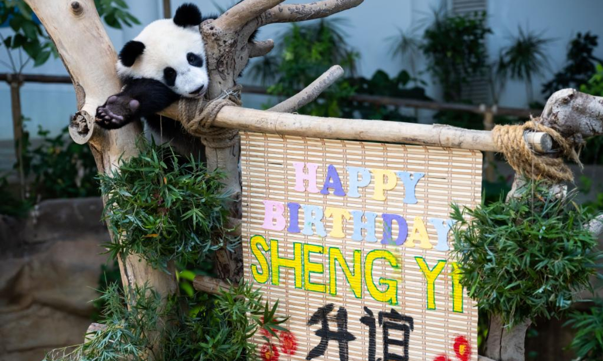 Giant panda cub Sheng Yi celebrates its first birthday at the Giant Panda Conservation Center of Zoo Negara near Kuala Lumpur, Malaysia, May 31, 2022. The 48th anniversary of the establishment of diplomatic relations between China and Malaysia on Tuesday was made more meaningful with the first birthday of the third baby giant panda born in Malaysia. Photo:Xinhua