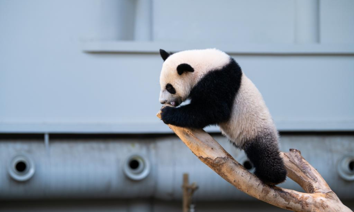 Giant panda cub Sheng Yi celebrates its first birthday at the Giant Panda Conservation Center of Zoo Negara near Kuala Lumpur, Malaysia, May 31, 2022. The 48th anniversary of the establishment of diplomatic relations between China and Malaysia on Tuesday was made more meaningful with the first birthday of the third baby giant panda born in Malaysia. Photo:Xinhua