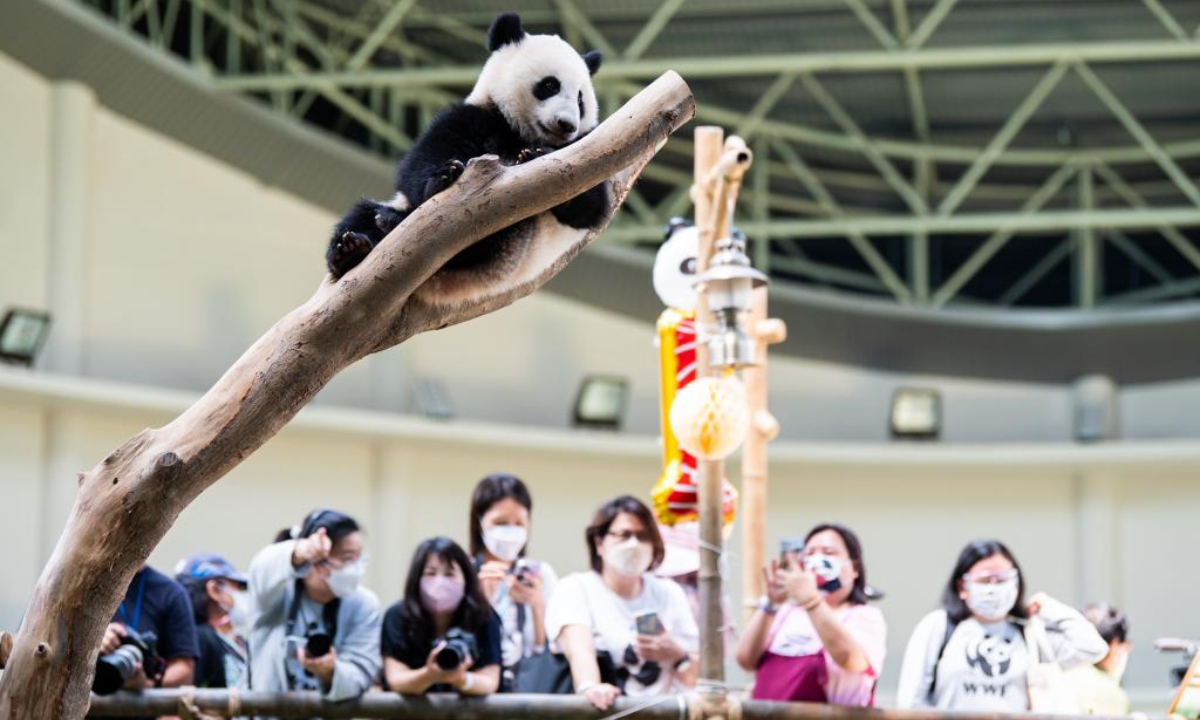 Giant panda cub Sheng Yi celebrates its first birthday at the Giant Panda Conservation Center of Zoo Negara near Kuala Lumpur, Malaysia, May 31, 2022. The 48th anniversary of the establishment of diplomatic relations between China and Malaysia on Tuesday was made more meaningful with the first birthday of the third baby giant panda born in Malaysia. Photo:Xinhua