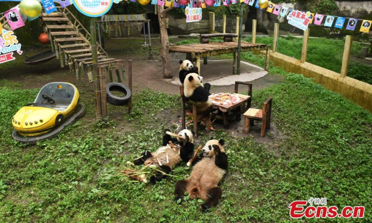 Chongqing Zoo holds a collective birthday party for six giant pandas on June 10. They are three-year-old “Shuangshuang”, “Chongchong”, “Xixi” and “Qingqing” and one-year-old “Xingxing” and “Chenchen”. Photo:China News Service