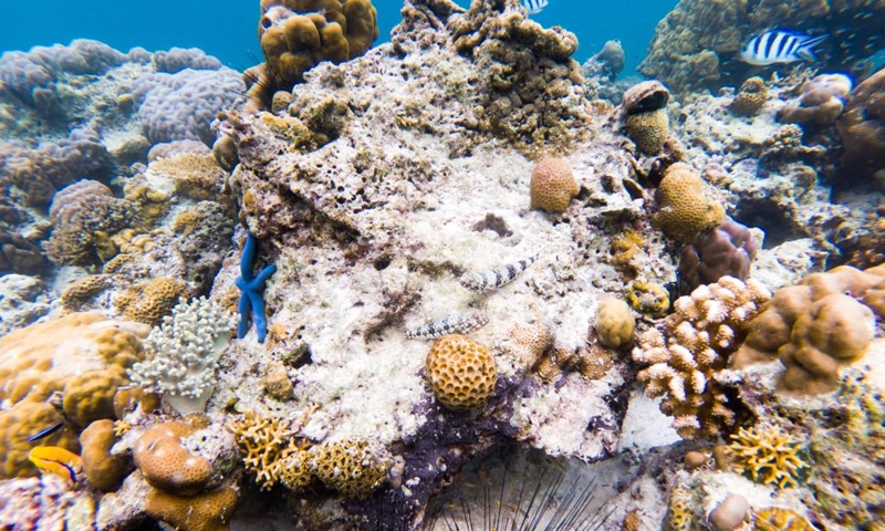 Photo taken on May 14, 2022 shows the underwater scenery off the Semporna of Sabah, Malaysia. A healthy marine ecosystem here provides a habitat for various marine lives.(Photo: Xinhua)