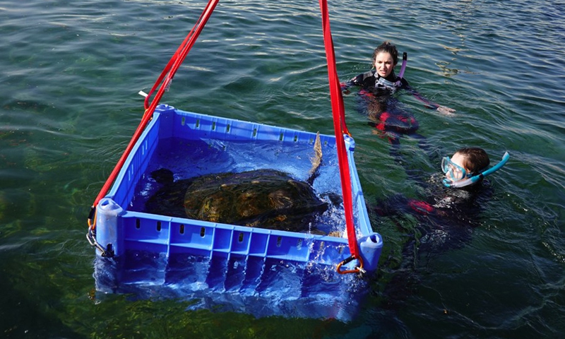 Staff members prepare a sea turtle for blood test at the Israeli Sea Turtle Rescue Center near the northern Israeli city of Hadera on June 6, 2022.(Photo: Xinhua)