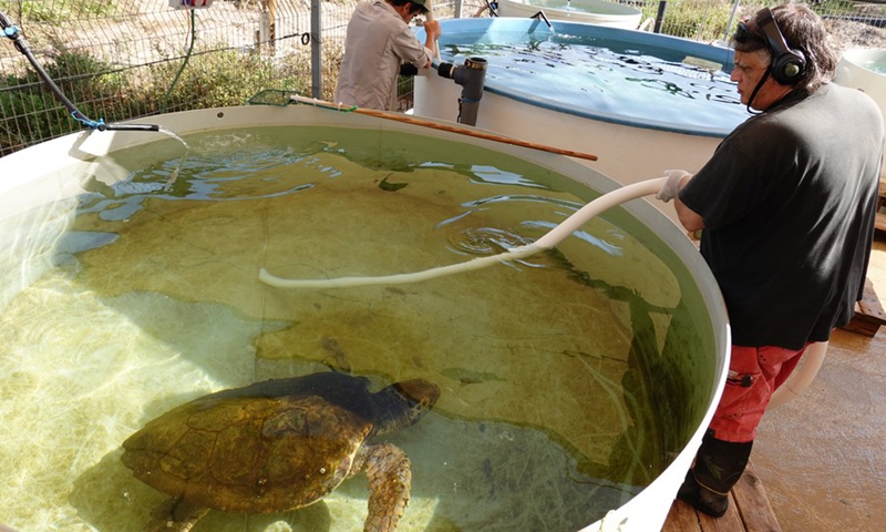 A staff member cleans a water tank that houses an injured sea turtle at the Israeli Sea Turtle Rescue Center near the northern Israeli city of Hadera on June 6, 2022.(Photo: Xinhua)