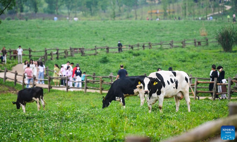 Tourists visit Guangyang Isle in southwest China's Chongqing, June 5, 2022. Guangyang Isle, the largest island on the upper Yangtze River, is rich in natural resources. In recent years, a series of measures have been taken to restore the island's ecological environment, attracting tourists to its colorful fields.(Photo: Xinhua)