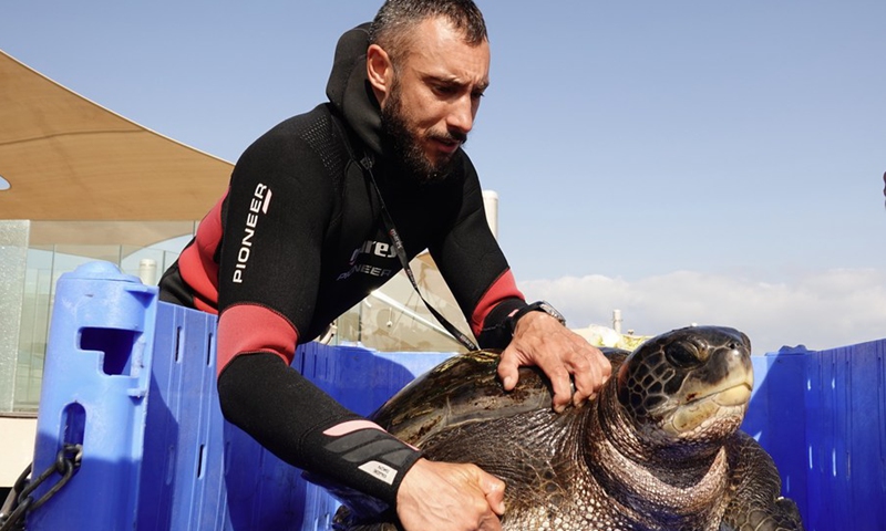 A staff member prepares a sea turtle for blood test at the Israeli Sea Turtle Rescue Center near the northern Israeli city of Hadera on June 6, 2022.(Photo: Xinhua)