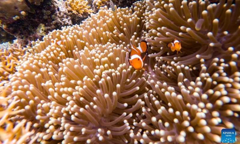 Photo taken on May 14, 2022 shows the underwater scenery off the Semporna of Sabah, Malaysia. A healthy marine ecosystem here provides a habitat for various marine lives.(Photo: Xinhua)