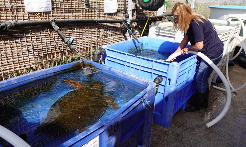 A staff member cleans water tanks that house injured sea turtles at the Israeli Sea Turtle Rescue Center near the northern Israeli city of Hadera on June 6, 2022.(Photo: Xinhua)