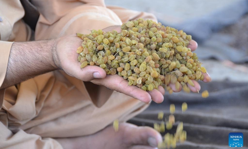 Photo taken on June 9, 2022 shows raisins at a market in Kandahar, Afghanistan.(Photo: Xinhua)