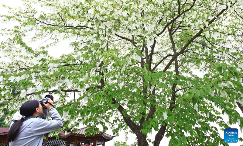 A tourist takes photos of a tree at the scenic area of Mount Emei in southwest China's Sichuan Province, April 17, 2020.(Photo: Xinhua)